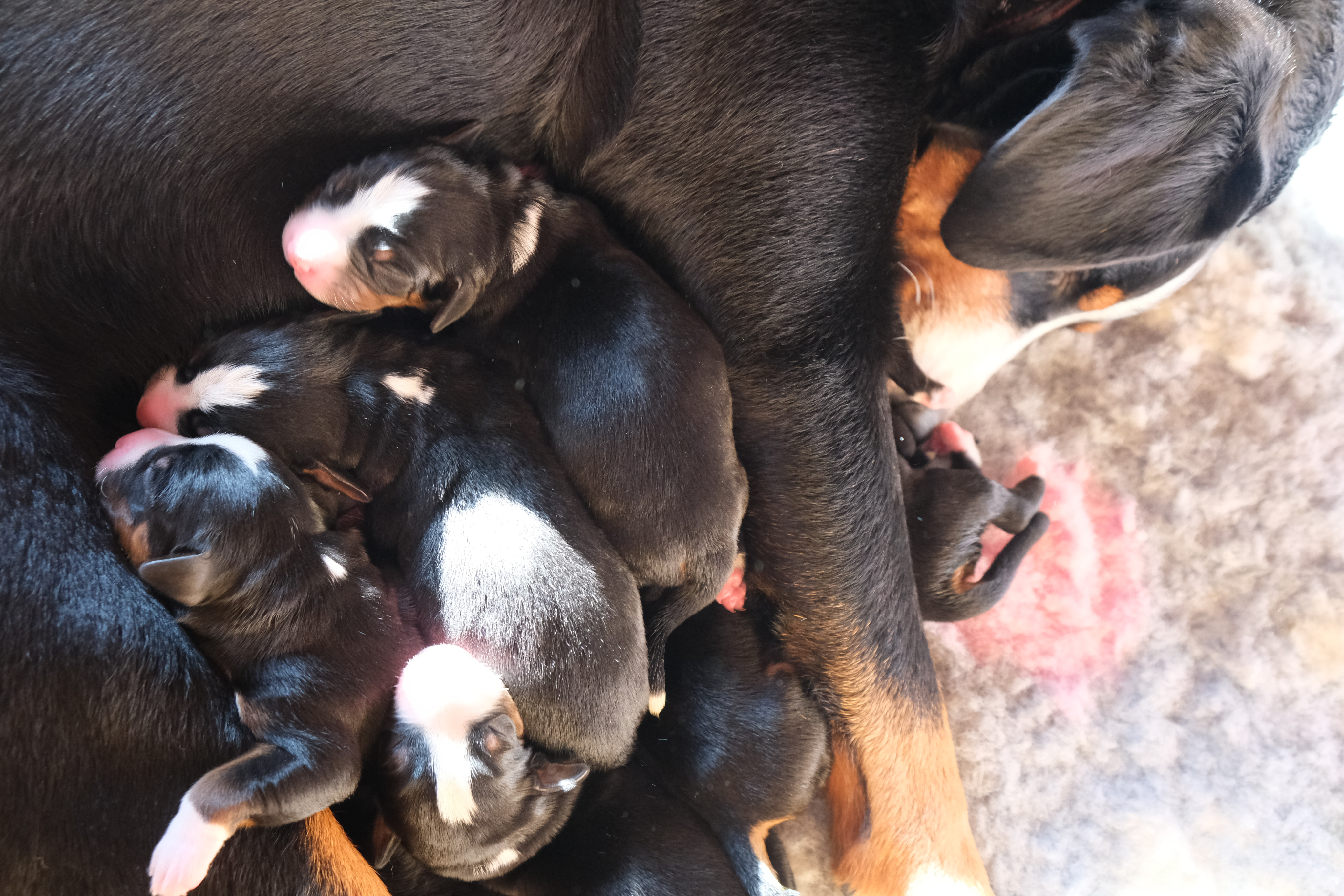 An illustrative sketch of a flower